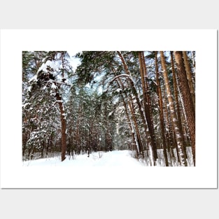 View at the Striginsky Bor Forest Park in Nizhny Novgorod and its pine trees Posters and Art